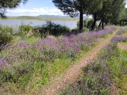 Flora del Cerro Masatrigo